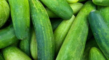 pile of cucumbers