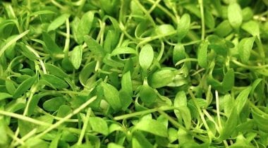 cilantro micro greens