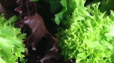 salad greens