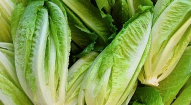 romaine lettuce