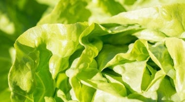 romain lettuce