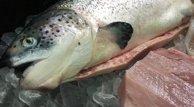 fresh salmon